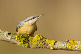Image. Eurasian Nuthatch