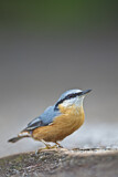 Image. Eurasian Nuthatch