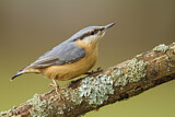 Image. Eurasian Nuthatch