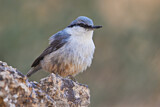 Image. Eurasian Nuthatch
