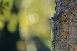 Image. Eurasian Nuthatch