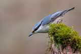Image. Eurasian Nuthatch