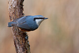 Image. Eurasian Nuthatch