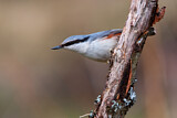 Image. Eurasian Nuthatch