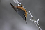 Image. Eurasian Nuthatch
