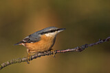 Image. Eurasian Nuthatch