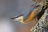 Image. Eurasian Nuthatch