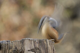 Image. Eurasian Nuthatch