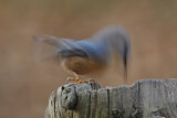 Image. Eurasian Nuthatch