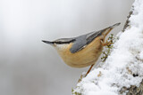 Image. Eurasian Nuthatch