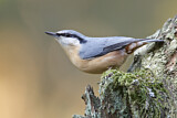 Image. Eurasian Nuthatch