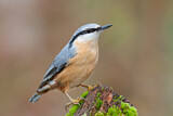 Image. Eurasian Nuthatch