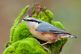 Image. Eurasian Nuthatch