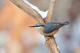Image. Eurasian Nuthatch