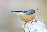 Image. Eurasian Nuthatch
