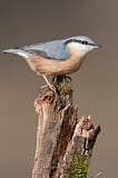 Image. Eurasian Nuthatch