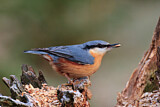 Image. Eurasian Nuthatch