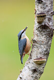 Image. Eurasian Nuthatch