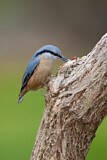 Image. Eurasian Nuthatch