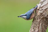 Image. Eurasian Nuthatch