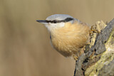 Image. Eurasian Nuthatch