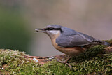 Image. Eurasian Nuthatch
