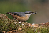 Image. Eurasian Nuthatch