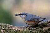 Image. Eurasian Nuthatch