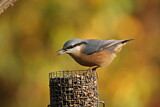Image. Eurasian Nuthatch