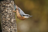 Image. Eurasian Nuthatch