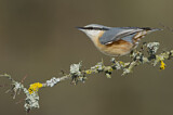 Image. Eurasian Nuthatch
