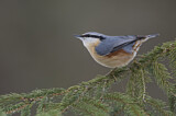 Image. Eurasian Nuthatch