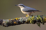 Image. Eurasian Nuthatch