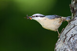 Image. Eurasian Nuthatch
