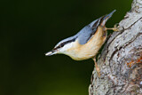 Image. Eurasian Nuthatch