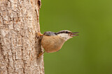 Image. Eurasian Nuthatch