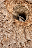Image. Eurasian Nuthatch
