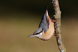 Image. Eurasian Nuthatch
