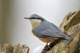 Image. Eurasian Nuthatch