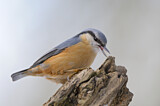 Image. Eurasian Nuthatch