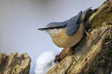 Image. Eurasian Nuthatch