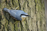 Image. Eurasian Nuthatch