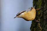 Image. Eurasian Nuthatch
