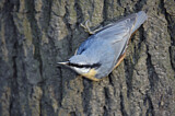 Image. Eurasian Nuthatch