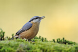 Image. Eurasian Nuthatch