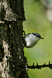 Image. Eurasian Nuthatch