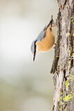 Image. Eurasian Nuthatch