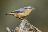 Image. Eurasian Nuthatch
