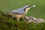 Image. Eurasian Nuthatch