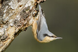 Image. Eurasian Nuthatch